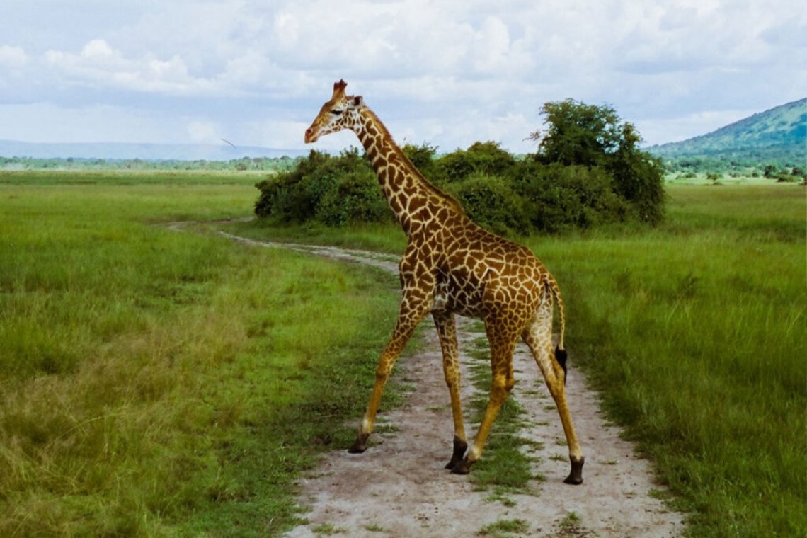 RWANDA, PARADIS RETROUVÉ