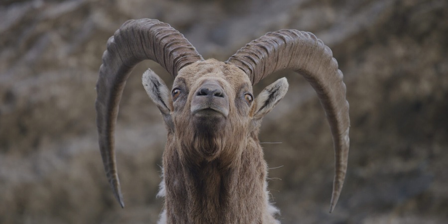 DERBORENCE LE TEMPS DES ANIMAUX